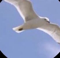عبدالله الهاشمي